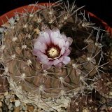 Gymnocalycium bodenbenderianum kozelskyanum P1040374.jpg